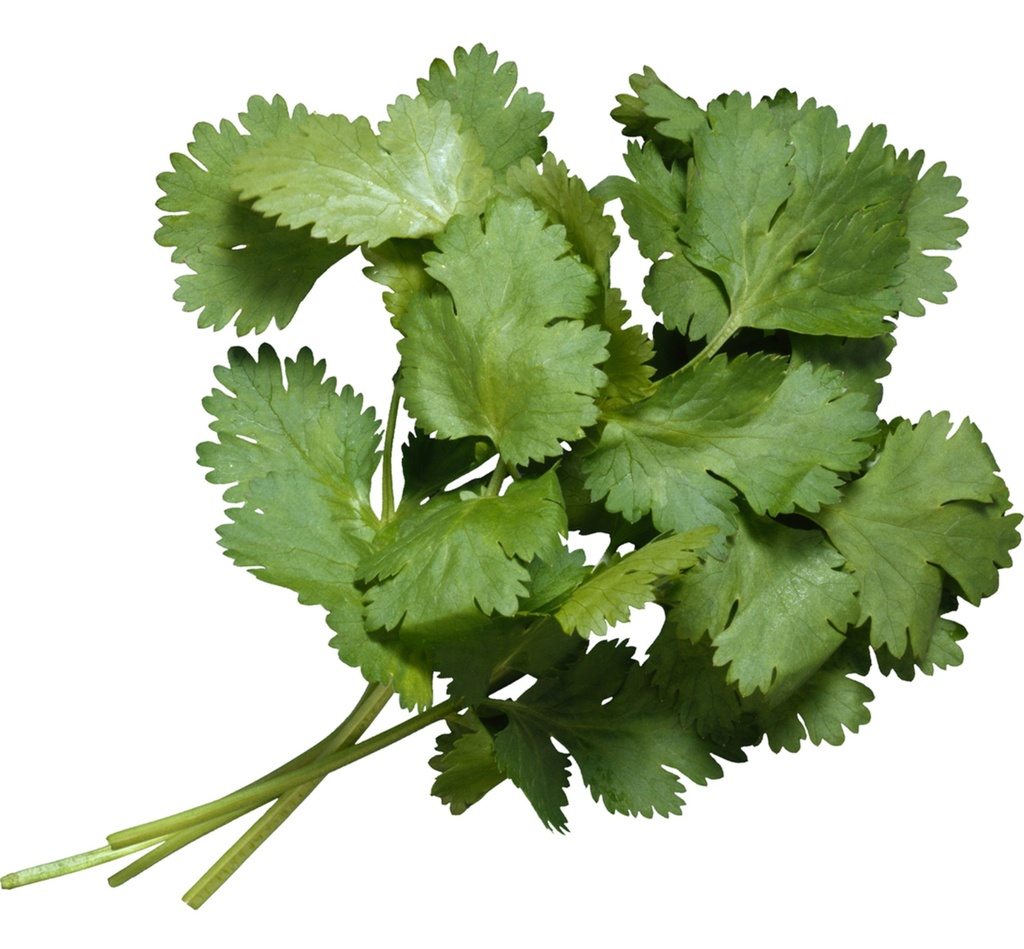 Cilantro Cello - 1lb