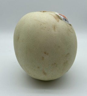 [0160.2] Honeydew Melon - EACH