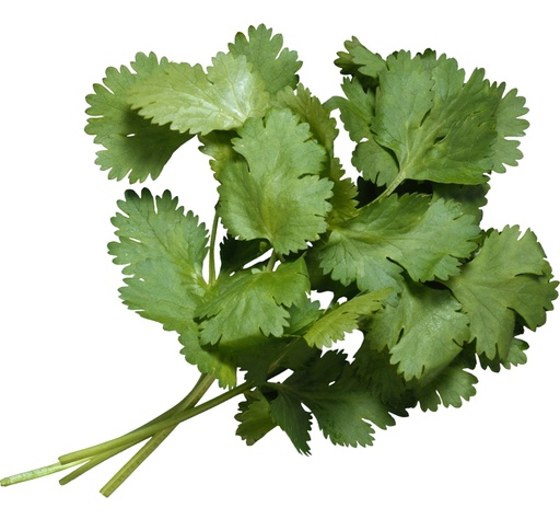 [0410] Cilantro Cello - 1lb